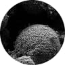 EC-P2S LFP Spherical agglomerated SEM